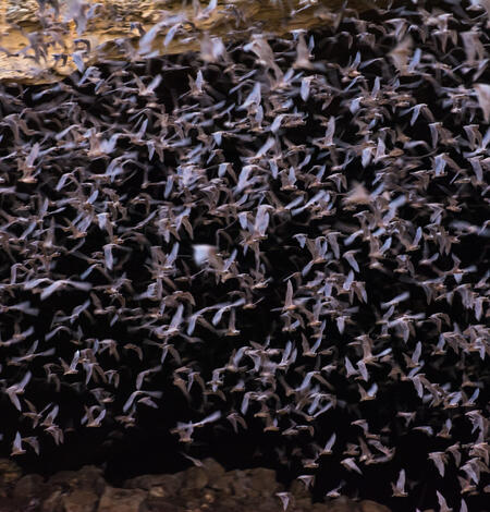 hundreds of bats flying together against a black background