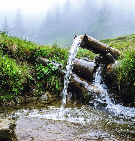 Pine trees shrouded in fog. Grassy hill and small water fall with spring water flowing over a log.