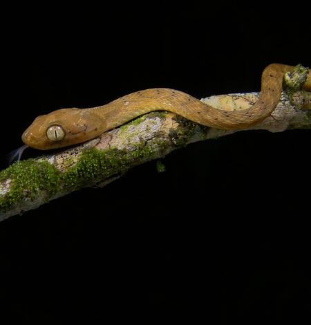 snake on a tree branch