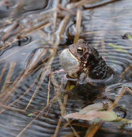 A toad sits in water with its throat inflated to make a trilling call