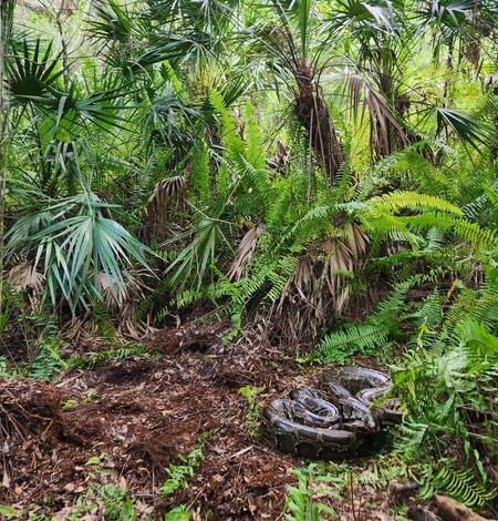 a large python sits on the forest floor with ferns and tropical trees above it