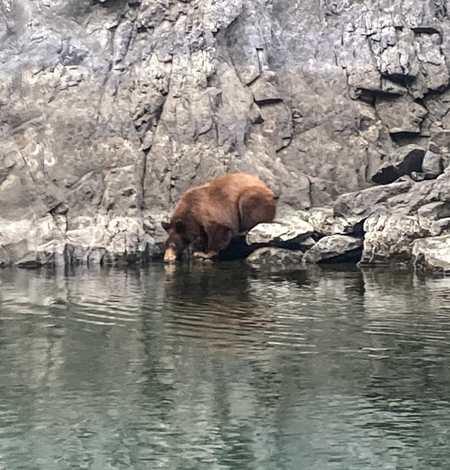 bear drinking in the upper reach Snake River