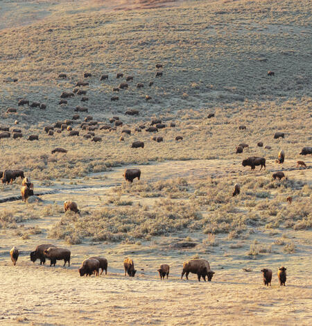 a large herd of bison graze along a browned hillside