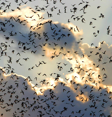 hundreds of bats fly across a partly cloudy sky