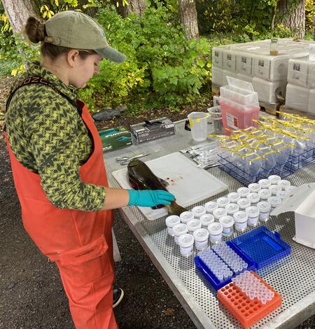 Scientist examining a fish