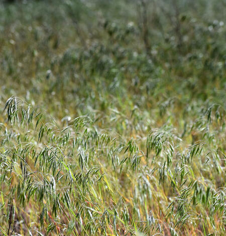 photo of invasive cheatgrass