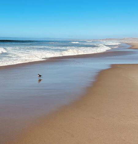 Sandy shoreline with bird standing on the wet sand