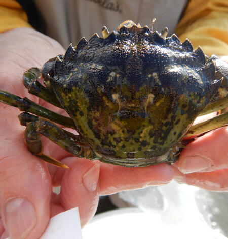 european green crab