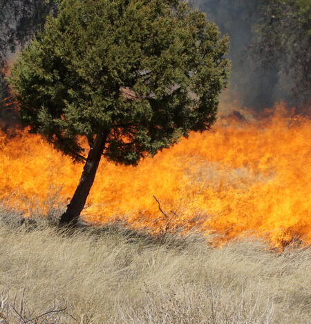 a fire burns dried grasses behind a small tree