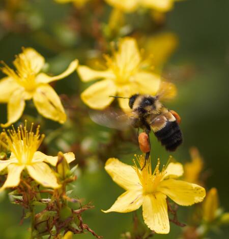 Closeup of a bumble bee with pollen sacks near yellow flowers