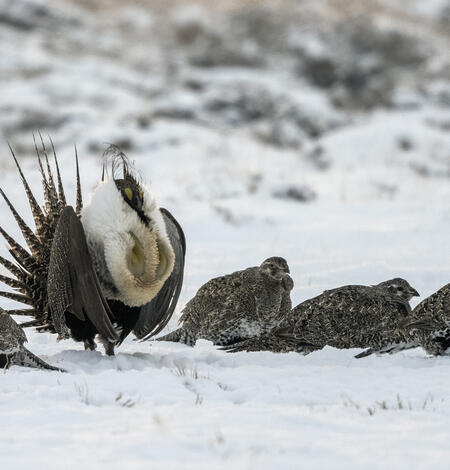a large greater sage-grouse male stands in the middle of four greater sage-grouse females in the snow