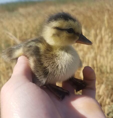 Recently hatched Gadwall duckling
