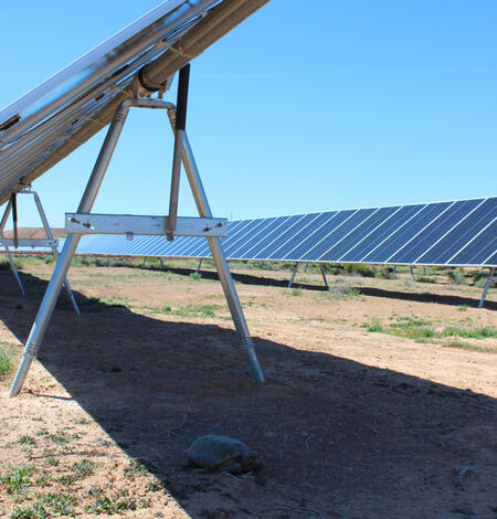 A desert tortoise in the shade of a solar panel at the Gemini Solar Project site
