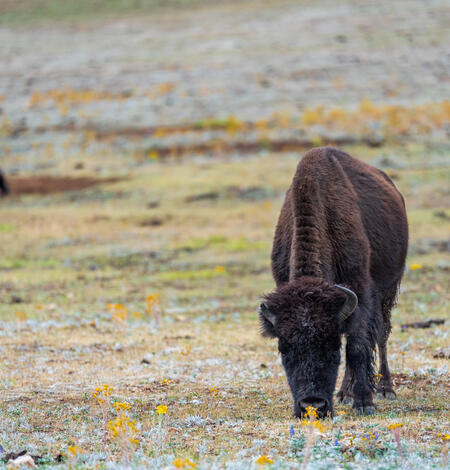 in the foreground, a bison grazes on short grasses. In the background, two bison wallow in dirt.