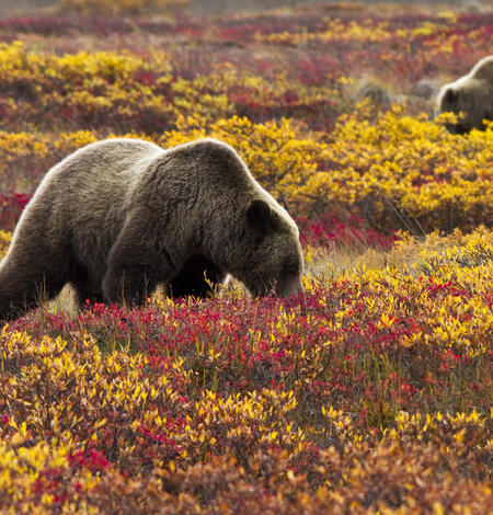 three grizzly bears forage in bushes with red and yellow leaves