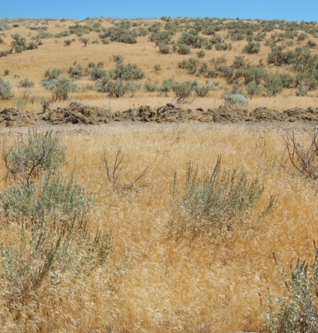 brown grasses fill the gaps between green or leafless shrubs 