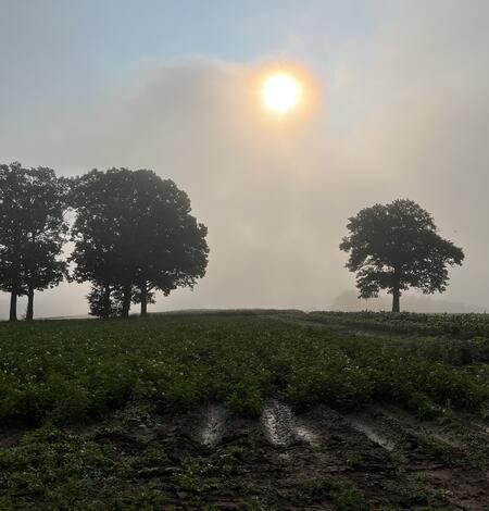 Early morning photo of field in Pennsylvania showing field, trees, sun, fog. 