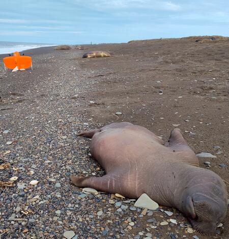 Orange drone on beach with several walrus carcasses near shoreline. Close up of dead young walrus on rocky sandy beach.  