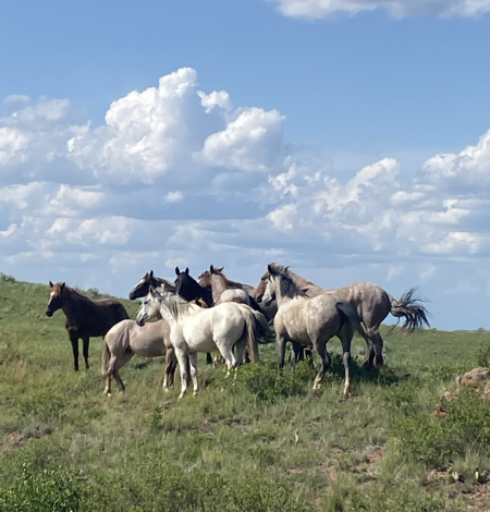 a group of horses run along a grassy landscape