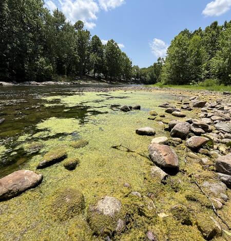 A floating algal mat forming along the edge of the riverbank of the Shenandoah River.