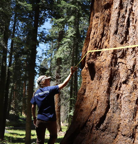 A person holds a tape measure around a large tree trunk