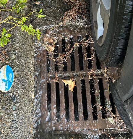 Roadway contaminants that flow from storm drains 