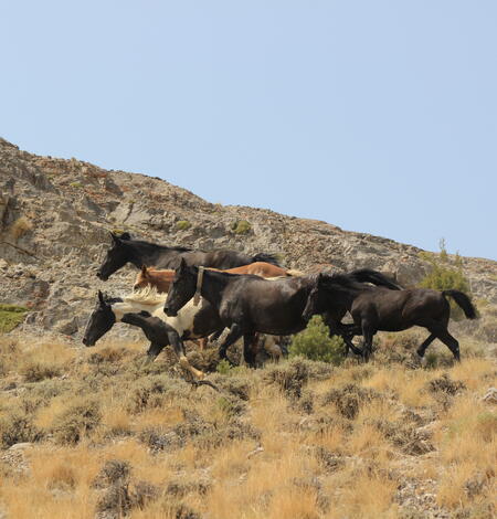 five horses run across a dry shrubland, rocks in the background