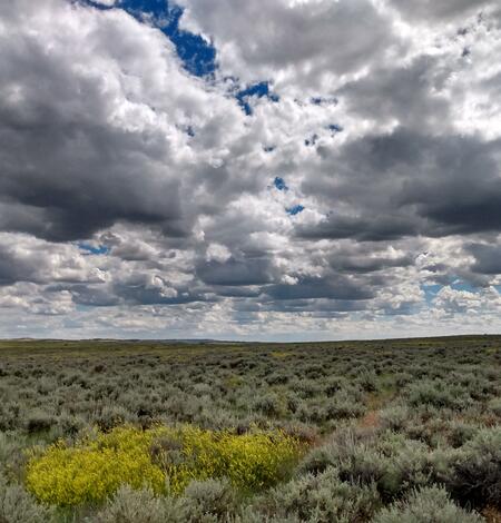 a field of sagebrush and yellow flowers under a dark sky full of clouds
