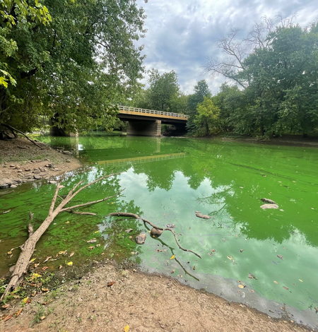 Millstone river looking at a bridge is bright green and choked with algae