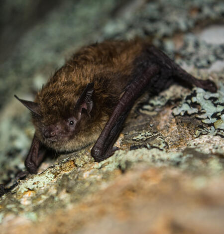 close-up of a brown bat on lichens on a tree trunk