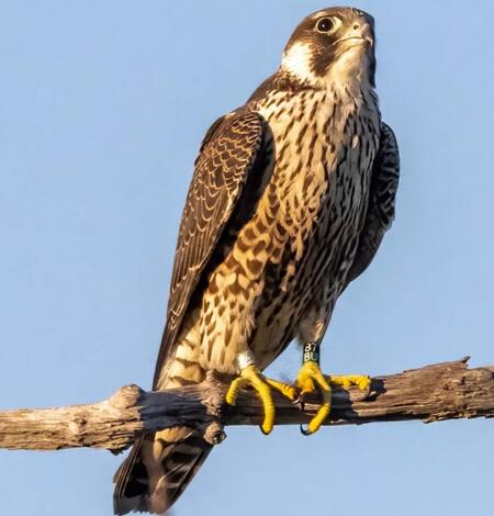 A Peregrine Falcon (band# 1266-00837, color marker 87/BU Silver on Black/Green) sitting on a branch. Plymouth County, MA.