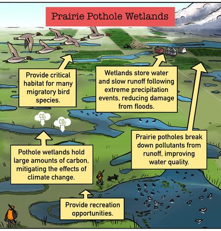 A cartoon illustration showing the various services provided by prairie pothole wetlands.