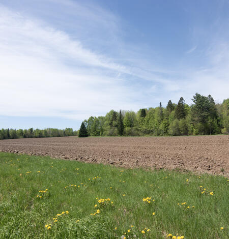 Tilled field with forest in background