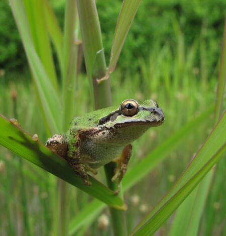 bright green frog perched on a blade of grass in a swamp