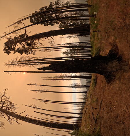 Burned sequoia grove