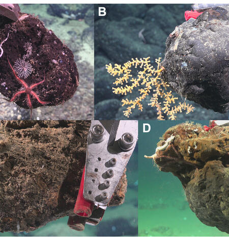 Image collage of four photos of various deep-ocean substrate types upon collection