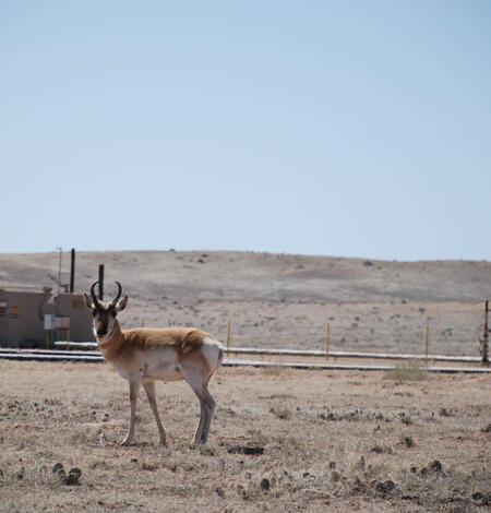 A pronghorn stands in front of oil and gas development infrastructure, Vernal, Utah