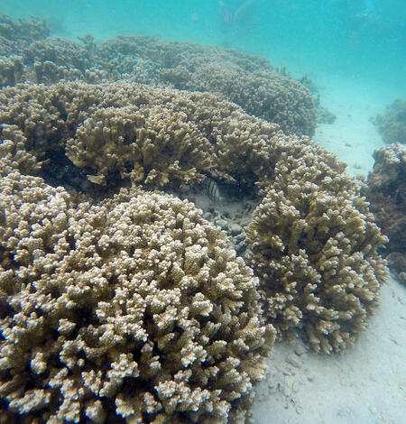 Rice Corals (Montipora capitata), Kane'ohe Bay, O'ahu, Hawaii