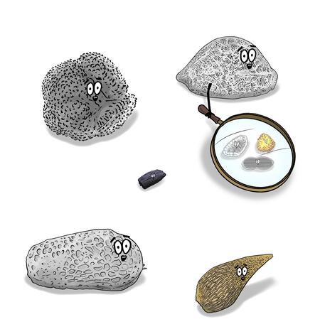 Cartoon illustration of several types of microscopic proxies of varying sizes