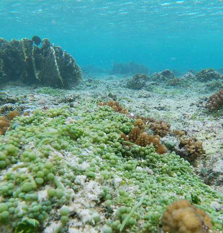Underwater image of Valonia fastigiata algae growing on a reef at Ofu