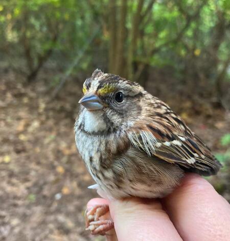 a small brown bird in the hand with a white throat patch