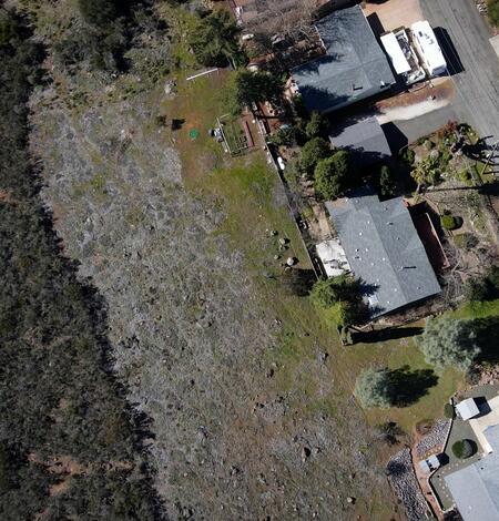 a row of houses face a line of burned trees, with healthy trees to the left of the burned trees