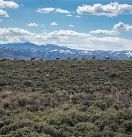 a sagebrush landscape with a herd of mule deer wandering along, mountains with snow in the background