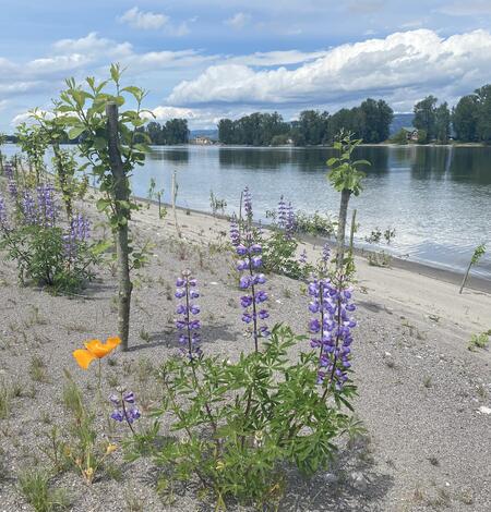 Woodland Islands dredge material deposit site. A sandy beach with flowers.