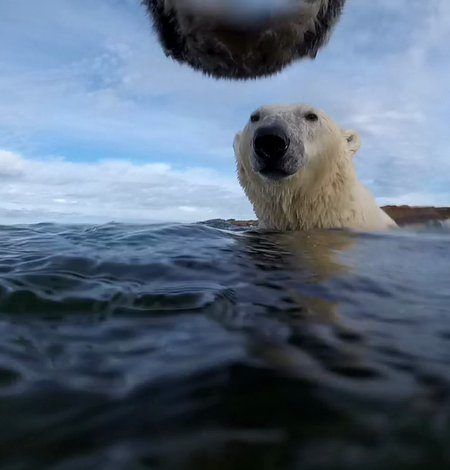 Two polar bears in water. Top center you see the underside chin of bear and below you see full face and neck of bear.