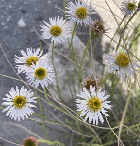 close up of multiple flower heads, flowers have white petals and yellow disc florets