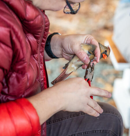 A female (brown and red) Northern Cardinal being held by a bander and receiving a bird band on the leg 