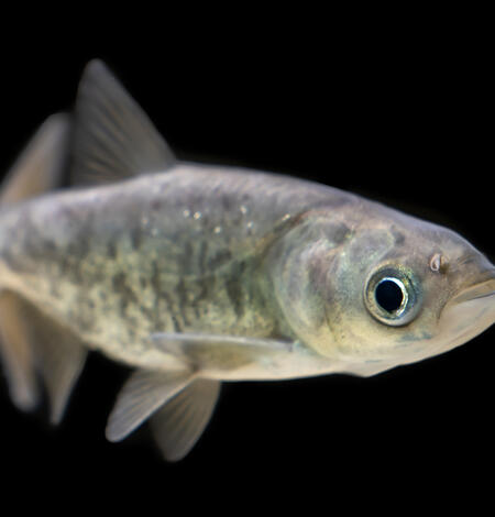 Juvenile bigheaded carp against a black background
