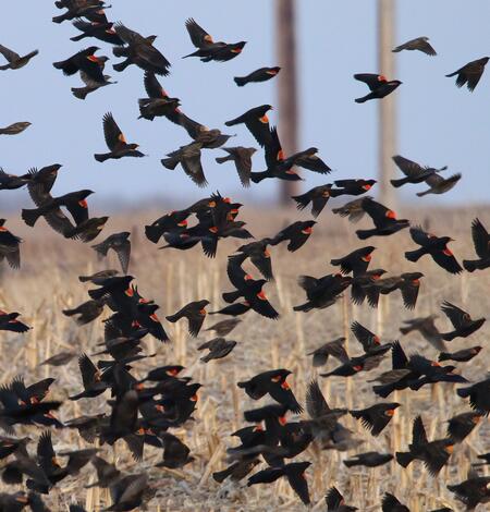 Dozens of blackbirds flying out of a marsh