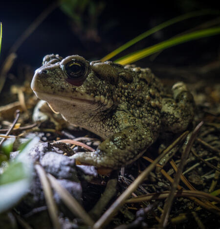 a frog sitting in pine needles and vegetation on a forest floor at night